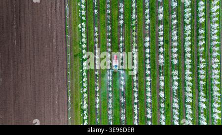 Vue aérienne d'un tracteur pulvérisant des pesticides sur des rangées nettes d'arbres fleuris à côté d'un champ de sol sombre, Kovilj, Voïvodine, Serbie. Banque D'Images