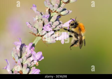 Nectaring d'abeille cardée commune (Bombus pascuorum) sur fleurs de lavande dans le jardin, Berwickshire, Écosse, août Banque D'Images