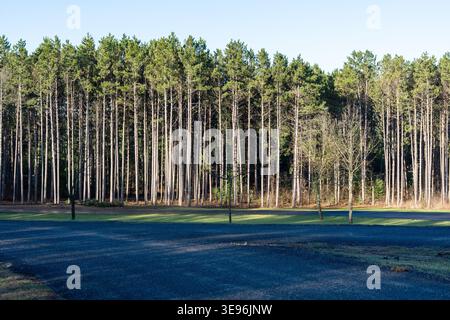 Forêt de pins dense avec de grands arbres droits à la lumière du soleil. Fond boisé naturel avec motif d'arbre répété. Banque D'Images
