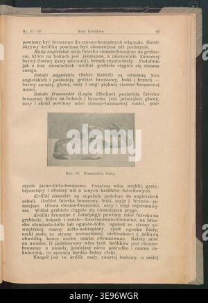 Maurycy Trybulski (1885-1940) est un agronome polonais dont l'ouvrage de 1929, Królik – rasy, hodowla, użytek i leczenie, a été publié par Towarzystwo Oświaty Rolniczej à Varsovie. Ce livre se concentre sur l'élevage de lapins, leurs soins et leurs utilisations, y compris dans la recherche. Il aborde également la prise en charge des petits rongeurs à des fins expérimentales, contribuant ainsi à la littérature agricole polonaise du début du XXe siècle. Banque D'Images