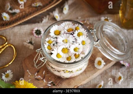 Préparation de sirop à base de plantes maison à partir de fleurs de marguerites communes et de sucre Banque D'Images