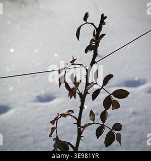 Branche de rosier avec des feuilles gelées sur fond de neige isolé gros plan Banque D'Images