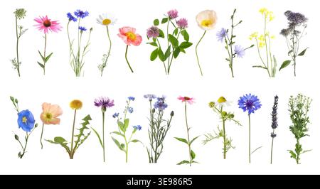 Fleurs de prairie lumineuses isolées sur blanc, serties Banque D'Images