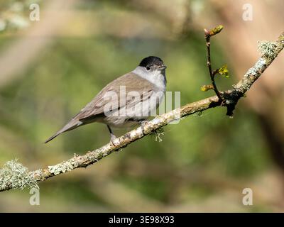 Casquette noire commune (Sylvia atricapilla), oiseau mâle perché dans un arbre en avril ou au printemps, West Sussex, Angleterre, Royaume-Uni Banque D'Images