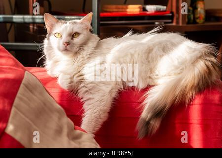 Portrait de chat de van turc avec des yeux jaunes regardant la caméra dans une lumière douce Banque D'Images