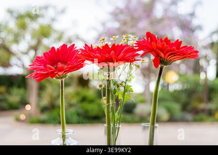 Fleurs de gerbera rouge fleurissant dans des vases transparents Banque D'Images