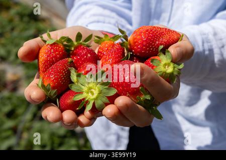 Un gros plan professionnel montre un jardinier tenant une grande poignée de fraises rouges fraîches et mûres dans une ferme biologique. Les baies ont été récoltées pendant une journée ensoleillée de printemps dans une plantation locale Banque D'Images