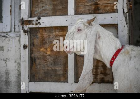 Une chèvre de compagnie gardée à la maison. Banque D'Images