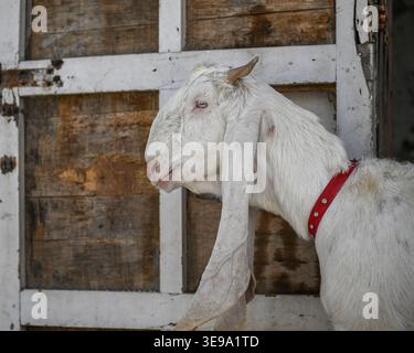 Une chèvre de compagnie gardée à la maison. Banque D'Images