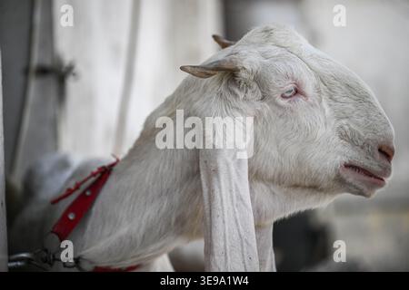 Une chèvre de compagnie gardée à la maison. Banque D'Images