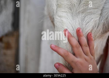Une chèvre de compagnie gardée à la maison. Banque D'Images