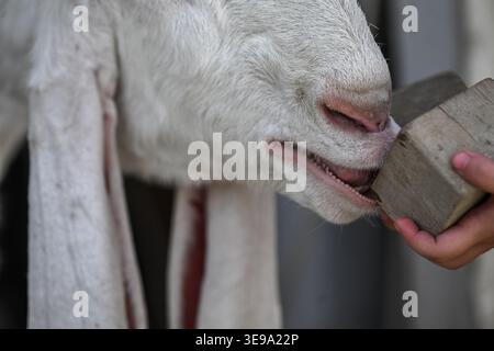 Une chèvre de compagnie gardée à la maison. Banque D'Images