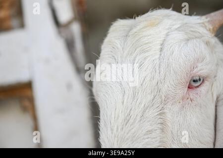 Une chèvre de compagnie gardée à la maison. Banque D'Images