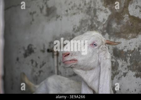 Une chèvre de compagnie gardée à la maison. Banque D'Images