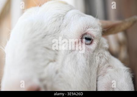 Une chèvre de compagnie gardée à la maison. Banque D'Images