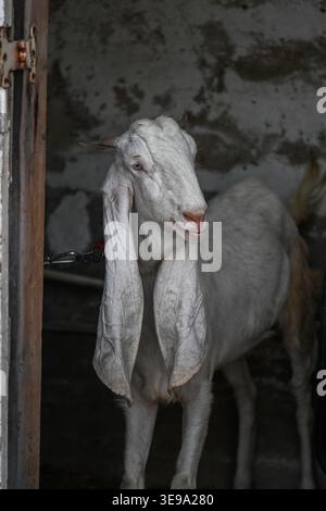 Une chèvre de compagnie gardée à la maison. Banque D'Images