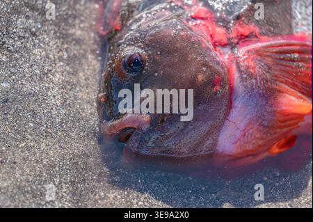 Poissons échoués à moitié submergés dans une flaque d'eau de marée sur une plage de sable islandaise à marée basse, blessés et exposés à des attaques d'oiseaux de mer Banque D'Images