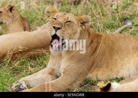 La photo en gros plan capture un lion baillant (panthera leo) avec fierté. Des lionnes adultes sont vues se reposant étroitement ensemble sur l'herbe verte luxuriante.cette image Banque D'Images