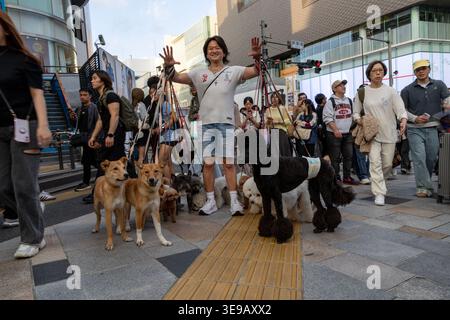 Tokyo, Japon. 17 avril 2026. Moribe Kyushu promeneur de chiens professionnel et PDG d'une entreprise de toilettage de chiens appelée Furi Furi marche avec UO à 20 chiens dans le district de Harajuku à Tokyo, au Japon Banque D'Images