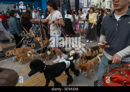 Tokyo, Japon. 17 avril 2026. Moribe Kyushu promeneur de chiens professionnel et PDG d'une entreprise de toilettage de chiens appelée Furi Furi marche avec UO à 20 chiens dans le district de Harajuku à Tokyo, au Japon Banque D'Images
