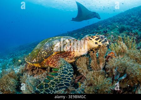 Une tortue de mer à bec-de-poule, Eretmochelys imbricata, se nourrit le long d'un récif corallien tandis qu'une raie manta du récif, Mobula alfredi, passe gracieusement à travers le Wat bleu Banque D'Images