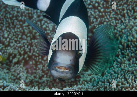 Un anémonefish de dos de selle, Amphiprion polymnus, révèle les deux yeux d'un isopode mordu de langue, Cymothoa exigua, à l'intérieur de sa bouche dans le détroit de Lembeh, Sula Banque D'Images