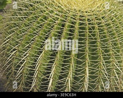 Echinocactus grusonii, cactus globe doré (détail) ? Photo : Lothar Hinz Banque D'Images
