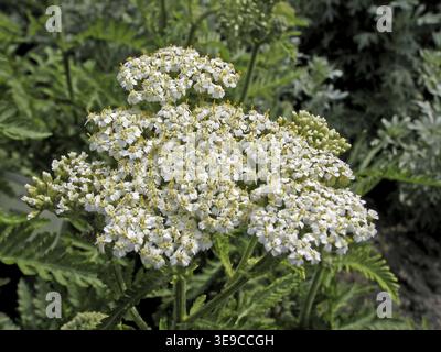Achillea nobilis, Noble Yarrow Banque D'Images