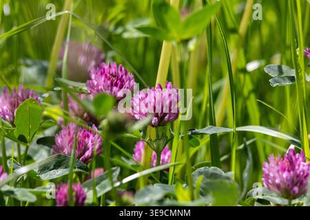 Trèfle rouge en détail : gros plan du trèfle rouge en fleurs (Trifolium pratense) dans un pré vert Banque D'Images