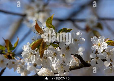 Branche de cerisier couverte de fleurs blanches et de feuilles vertes sur un ciel bleu Banque D'Images