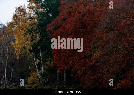 Forêt d'automne à Redmire à Wensleydale, avec du hêtre rouge foncé, du bouleau doré et des arbres à feuilles persistantes foncées contre un ciel couvert Banque D'Images