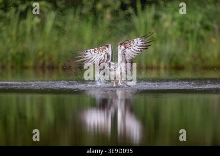 Osprey ; Pandion haliaetus ; chasse ; Royaume-Uni Banque D'Images
