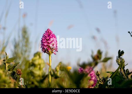 Orchidée pyramidale ; Anacamptis pyramidalis ; Fleur ; Royaume-Uni Banque D'Images