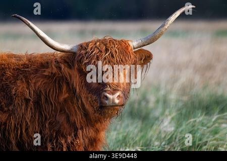 Highland cattle dans un champ Banque D'Images