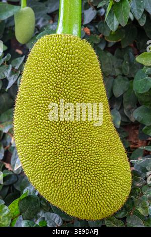 Enveloppe attrayante d'un jackfruit en maturation ; ses épis sont plus petits et moins dangereux que ceux du durian. Banque D'Images