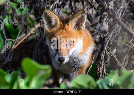 Gros plan d'un renard roux urbain regardant depuis des buissons denses, capturant l'expression de l'alerte, le camouflage naturel et le comportement de la faune de la ville. Banque D'Images