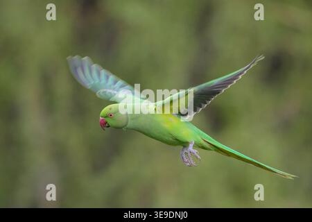 Perruche à col rond capturée en vol, montrant un plumage vert éclatant, des ailes déployées et des mouvements dynamiques sur un fond naturel. Banque D'Images
