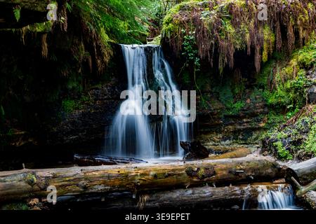 Une belle longue exposition d'une cascade cachée en cascade dans une piscine claire au-dessus de bûches tombées et de roches couvertes de mousse dans la forêt profonde de l'Hermitag Banque D'Images