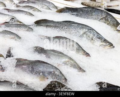 Poisson barramundi cru entier frais refroidissant sur un lit de glace pilée à un affichage de marché de fruits de mer, prêt pour la vente au détail. Banque D'Images