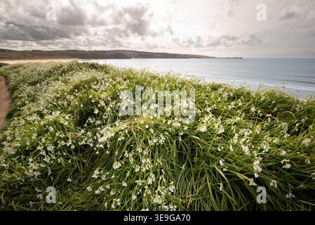 Des fleurs sauvages blanches recouvrent un sentier côtier, offrant une vue panoramique sur une plage, la ville et la mer sous un ciel spectaculaire. Allium triquetrum, 3 poireaux corned Banque D'Images