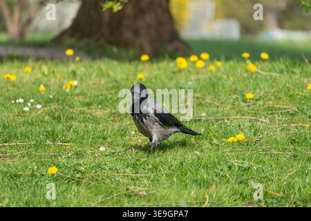 Un corbeau à capuche se tient sur l'herbe verte avec des pissenlits au printemps. L'oiseau Corvus cornix est vu dans un environnement de parc. Banque D'Images
