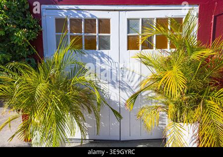 Portes traditionnelles en bois blanc avec des vitres sur un fond de mur rouge foncé encadrées par des palmiers verts en plein soleil Banque D'Images