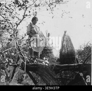 Photographie avec texte de caches de glands de MRS Henry Towatt, Californie. Ceci est tiré d'un rapport d'enquête de Fresno et... Banque D'Images
