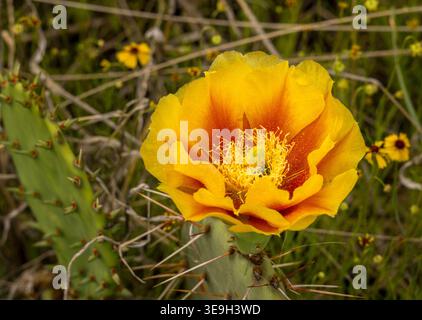 Gros plan de la fleur de cactus de Prickly Pear, Opuntia phaeacantha et Rudbeckia hirta Yellow Coneflowers dans le Texas Hill Country près de Llano, Texas. Banque D'Images