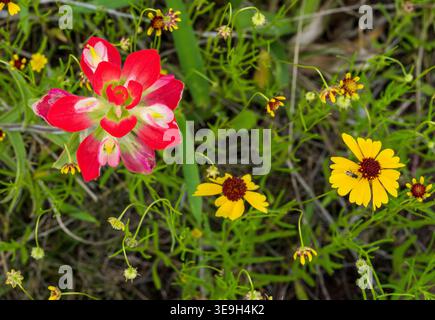 Un mélange vibrant de fleurs sauvages à Llano, Texas Hill Country, avec en évidence Castilleja indivisa, pinceau indien et jaune Coneflower Banque D'Images