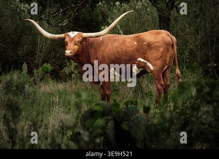 Un Texas Longhorn avec des cornes impressionnantes se tient en alerte dans son habitat naturel de terrain herbeux dans le Texas Hill Country rural près de Llano. Banque D'Images
