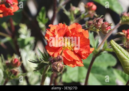 Geum Scarlet Tempest ('Macgeu001'PBR) (série Tempest), gros plan d'une seule fleur double avens avec des pétales d'orange rouge écarlate brillant. Banque D'Images