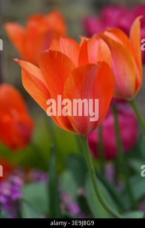 Tulipe orange, groupe de tulipes à fleurs de lis, ballerine de tulipe. RHS Award of Garden Merit Banque D'Images
