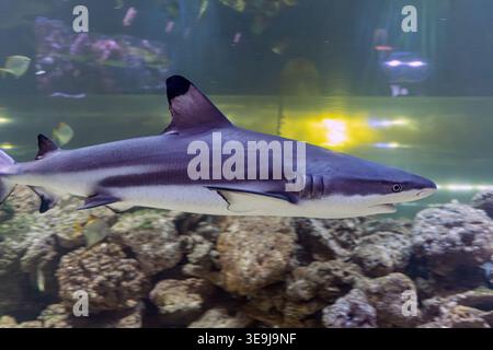 Résumé gros plan d'un requin gris nageant dans un aquarium le requin a des nageoires et une queue à pointe noire, se déplaçant sur des formations rocheuses naturalistes Clea Banque D'Images