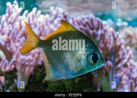 Scène sous-marine avec des poissons aux couleurs vibrantes nageant au milieu du corail rose ombres douces, écailles éclairées, fond corail texturé Banque D'Images